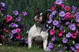 BOULEDOGUE FRANCAIS 840